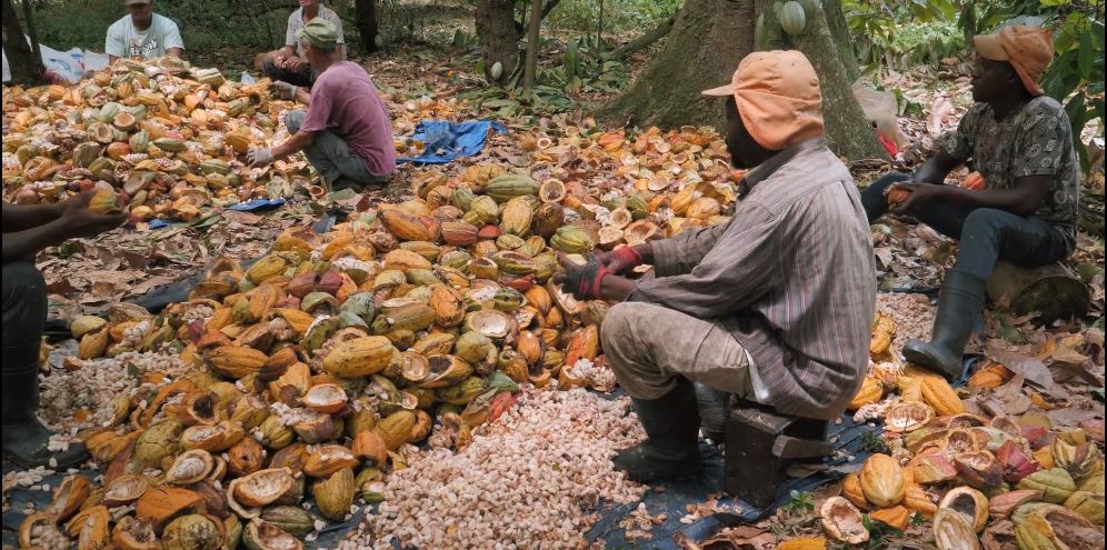 cacao