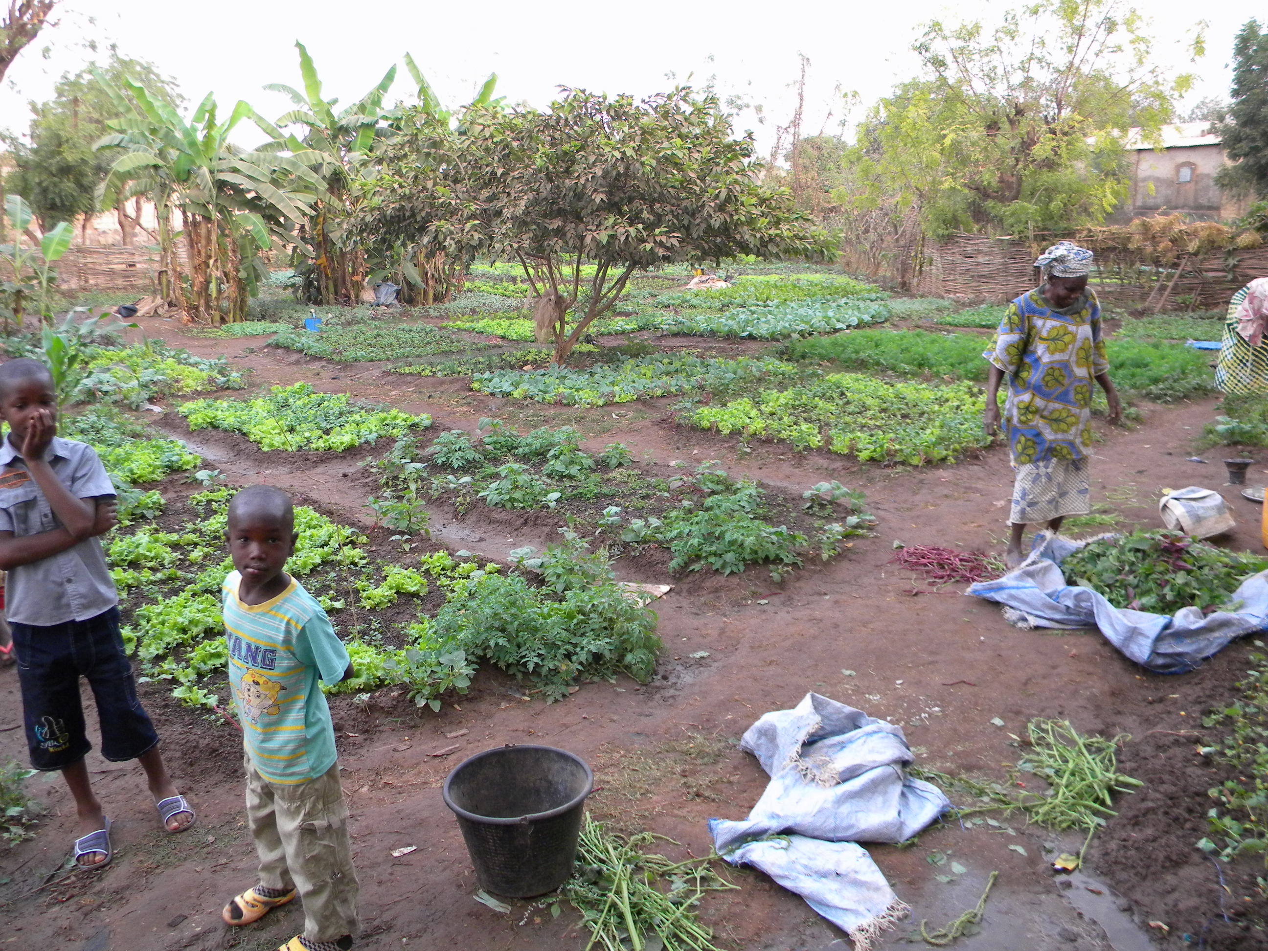 Les agricultures familiales du monde  le Mali  ALIMENTERRE