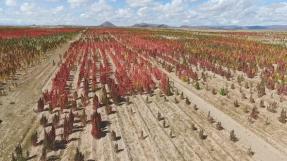 Champ de quinoa en Bolivie ©STP Productions