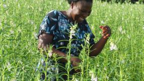 Femme dans un champ de sésame au Ghana © GNSBFA