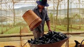 Agriculteur sous contrat avec Metro, Vietnam © Grain