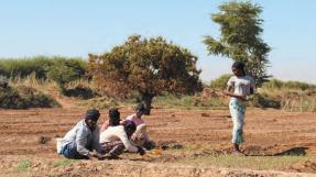 Périmètre irrigué dans la basse vallée du Fleuve Sénégal © A. de Ravignan