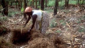 Bananeraie en Ouganda (William Critchle)