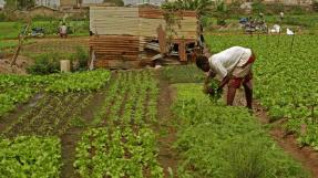 Maraîchage Bénin © CFSI Jean-Baptiste Cavalier