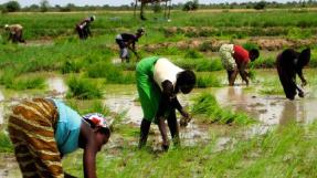 SOS Faim céréales Afrique de l'Ouest