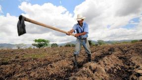 Cultivateur de maïs près d'Alausa, Honduras © Neil Palmer (CIAT) 