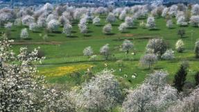 Paysage de cerisiers et élevage laitier, Fougerolles © Philippe Pointereau