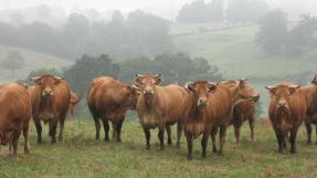 Troupeau de bovins © FNCIVAM