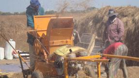 Battage du fonio, Sénégal © UT Fonio Sédhiou