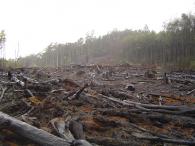 déforestation © crustmania