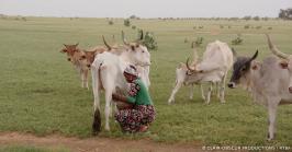 élevage laitier africain