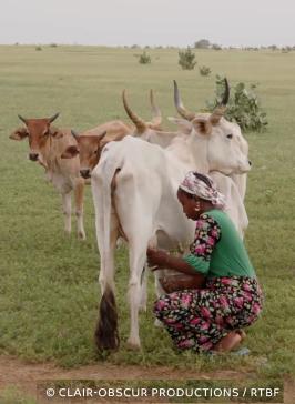 élevage laitier africain