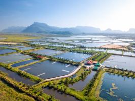 Production de crevettes en Thaïlande