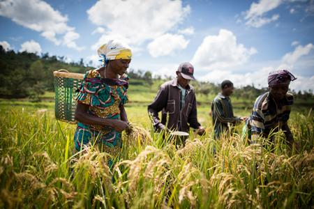 Femmes travaillant dans les champs, Burundi © Switch asbl