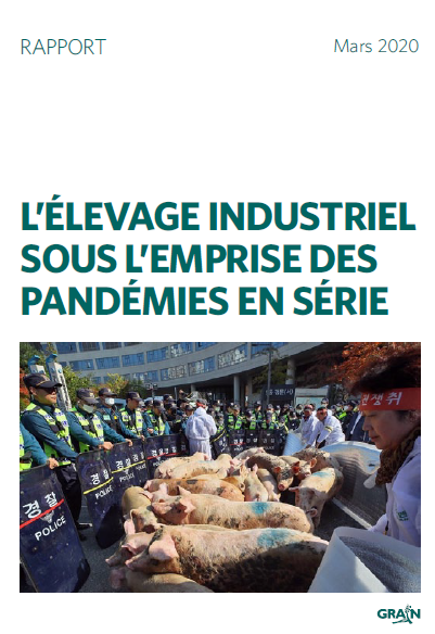 Corée du Sud, octobre 2019, des agriculteurs protestent contre l'interdiction de nourrir les porcs avec les restes de nourriture © Yonhap