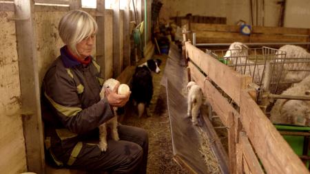 éleveuse dans la bergerie