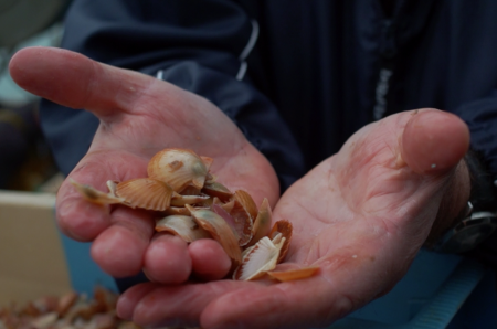 naissains coquilles saint jacques Bretagne