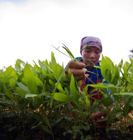 Visuel Etat de la sécurité alimentaire dans le monde 2014