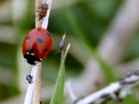 la coccinelle est un "bioagent" de "biocontrôle"