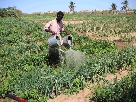 Arrosage de cultures au Sénégal © IRD / E. Baudoin