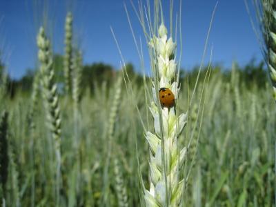 L’agroécologie, une solution ? outil Jagros