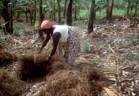 Bananeraie en Ouganda (William Critchle)