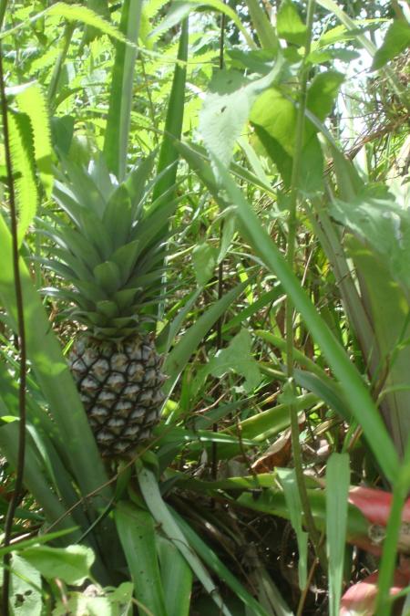 Ananas