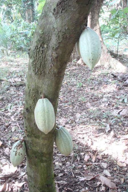 cacao