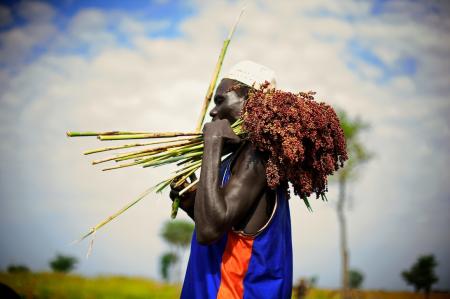 © SIDELIFE photo homme ramassant du sorgho