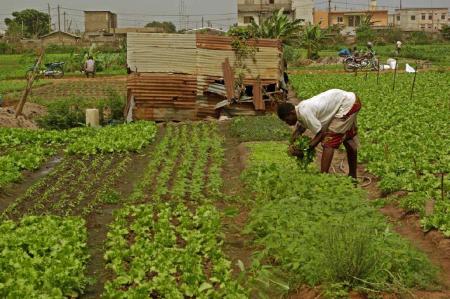 Maraîchage Bénin © CFSI Jean-Baptiste Cavalier