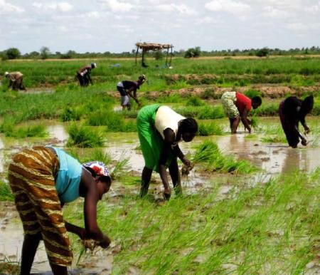 SOS Faim céréales Afrique de l'Ouest