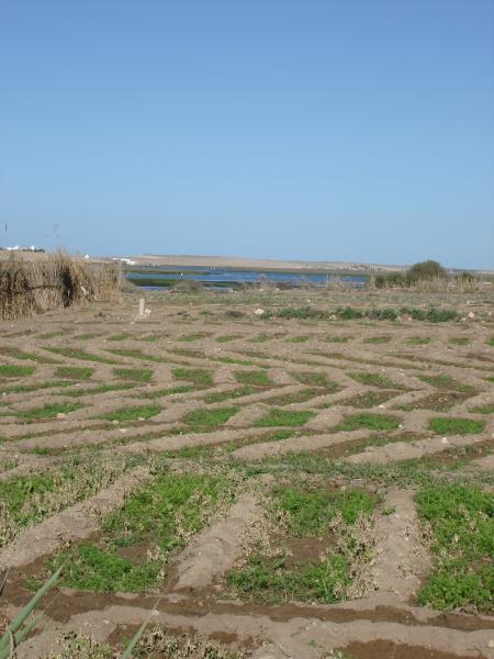 Champ bord de mer - Oualidia © Hélène Basquin