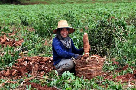 Culture de manioc © CIAT