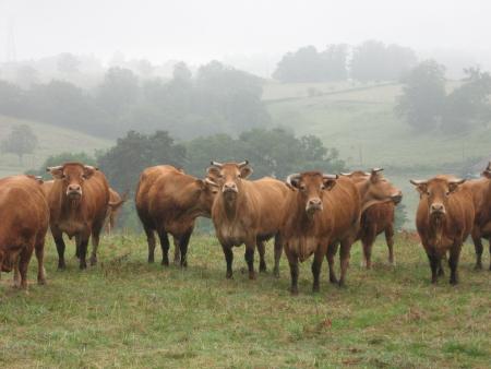 Troupeau de bovins © FNCIVAM