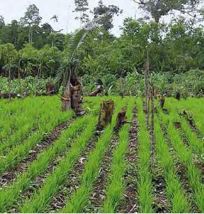 © Cirad, P. Sist, agriculture familiale